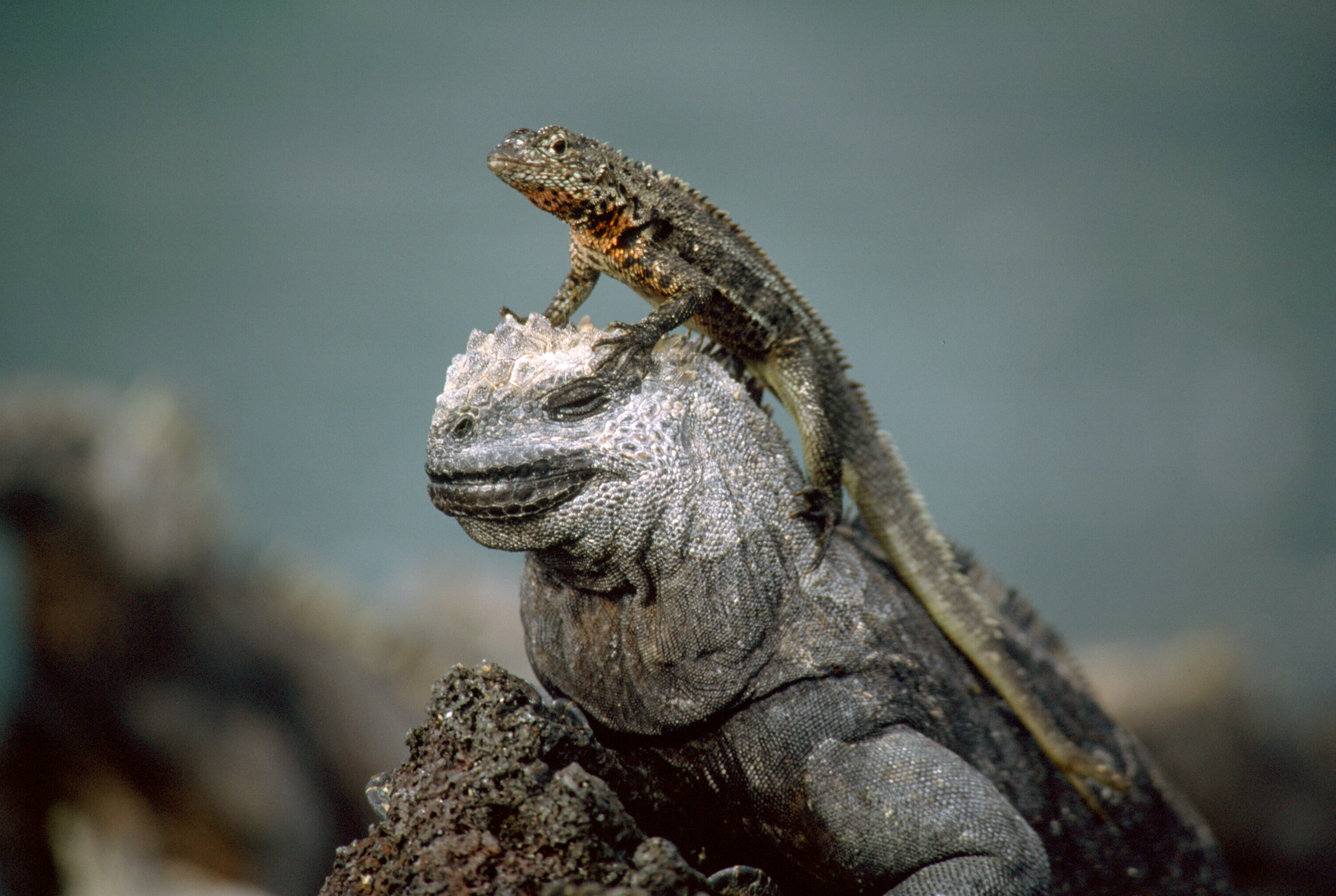 Galapagos – April/May 2027