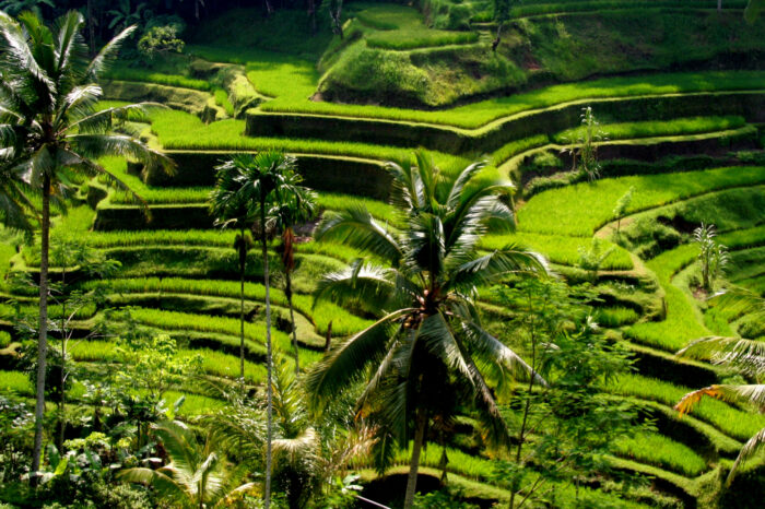 Bali – Jul/Aug 2026