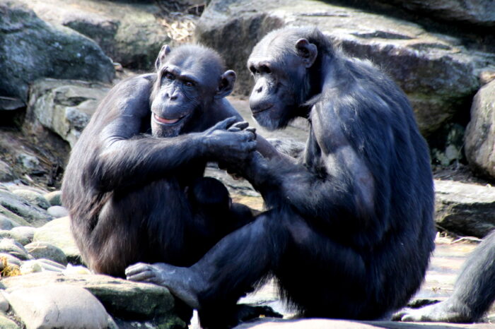 Sierra Leone & Liberia Jan 2026